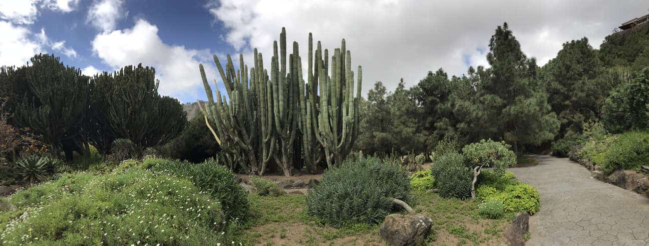 Jardín Canario Las Palmas de Gran Canaria
